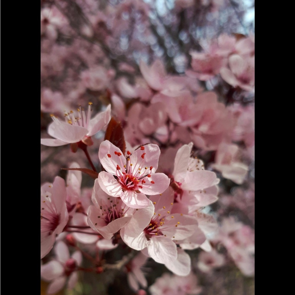 Cherry Blossoms, TULIPS, and of course bunnies π°π°π°π°π·π·π·π·πΈπΈπΈπΈ - Picture 8 of 9